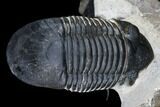 Odontochile Trilobite With Paralejurus - Morocco #178105-5